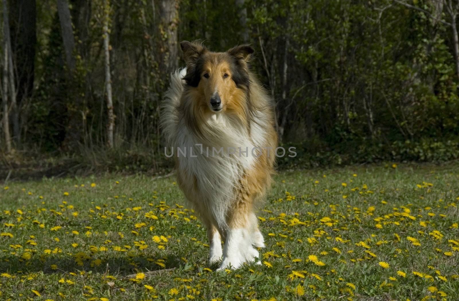 portrait of a beautiful purebred shepherd of scotland