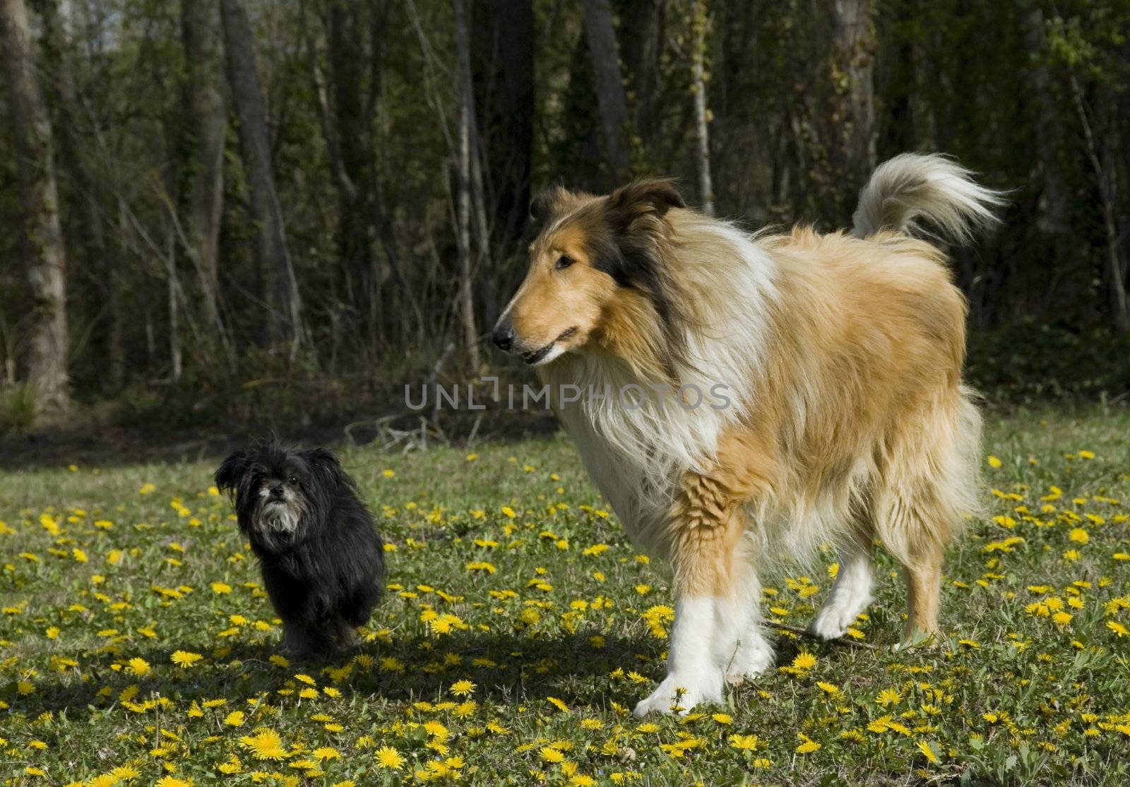 portrait of a beautiful purebred shepherd of scotland and little shitzu