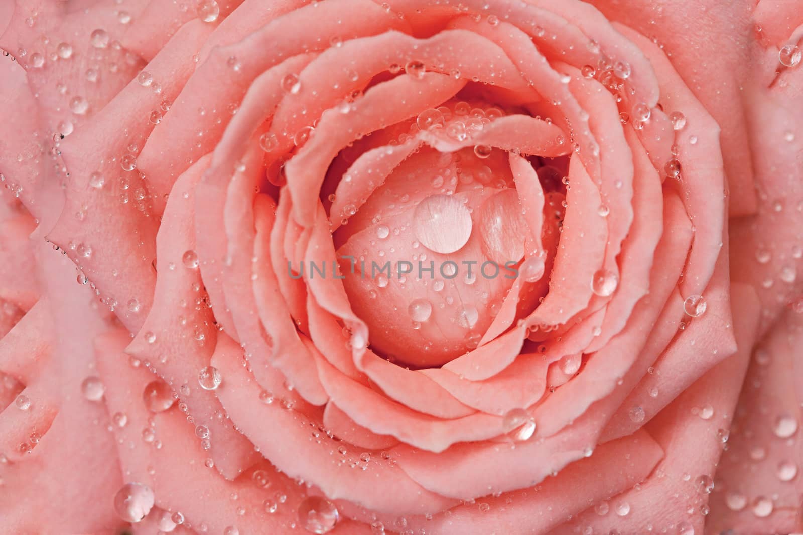 Sparkling drops of water on rose-petals - a close up