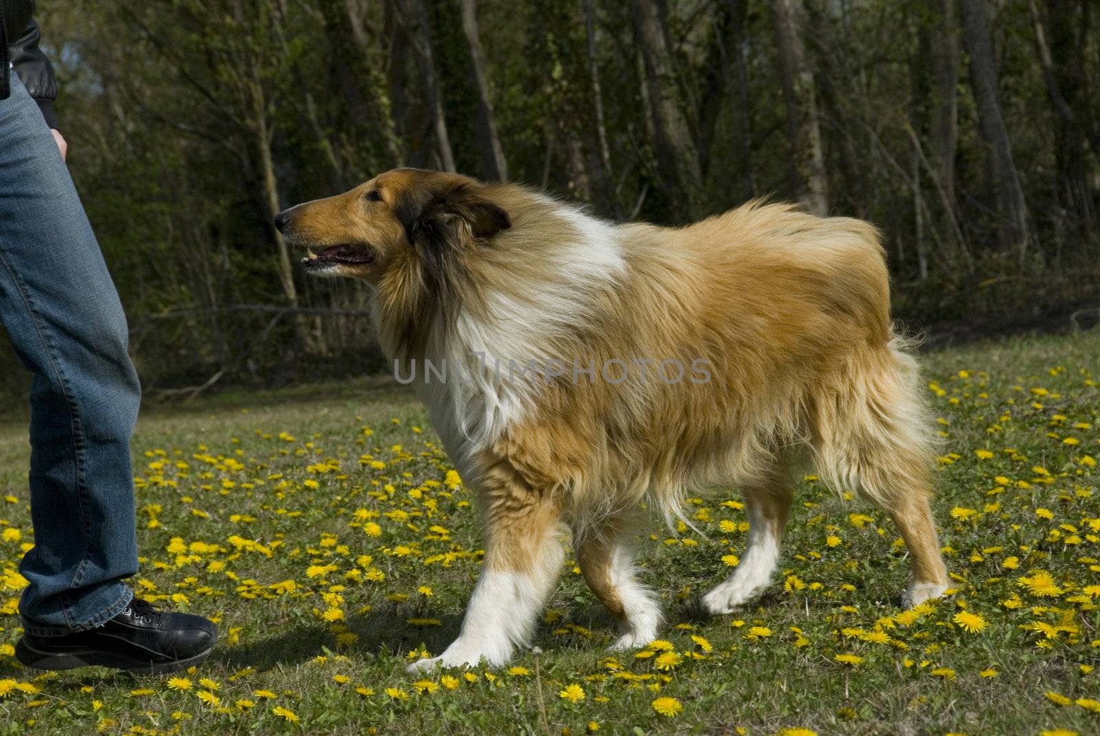 portrait of a beautiful purebred shepherd of scotland in a training  of obedience