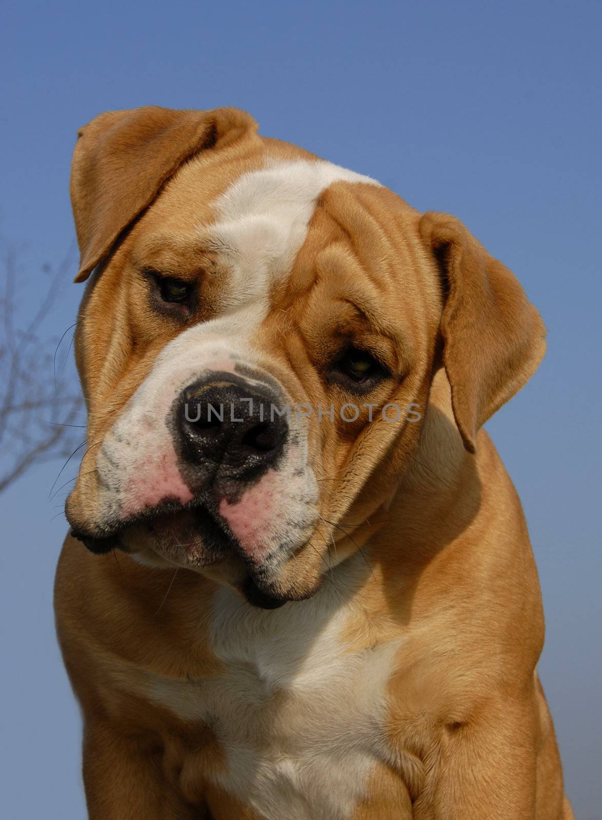 purebred olde english bulldog laid down on a table