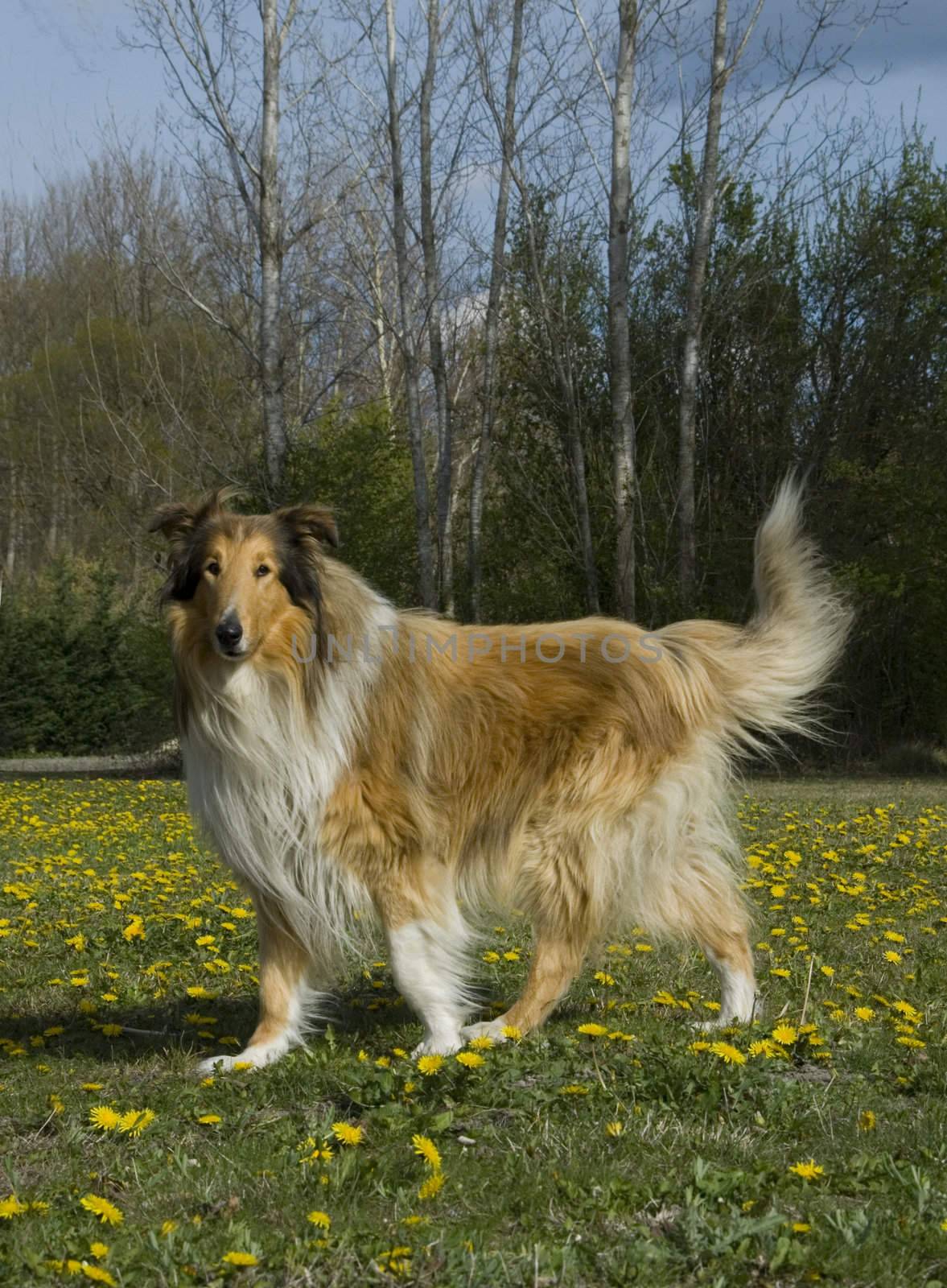 portrait of a beautiful purebred shepherd of scotland