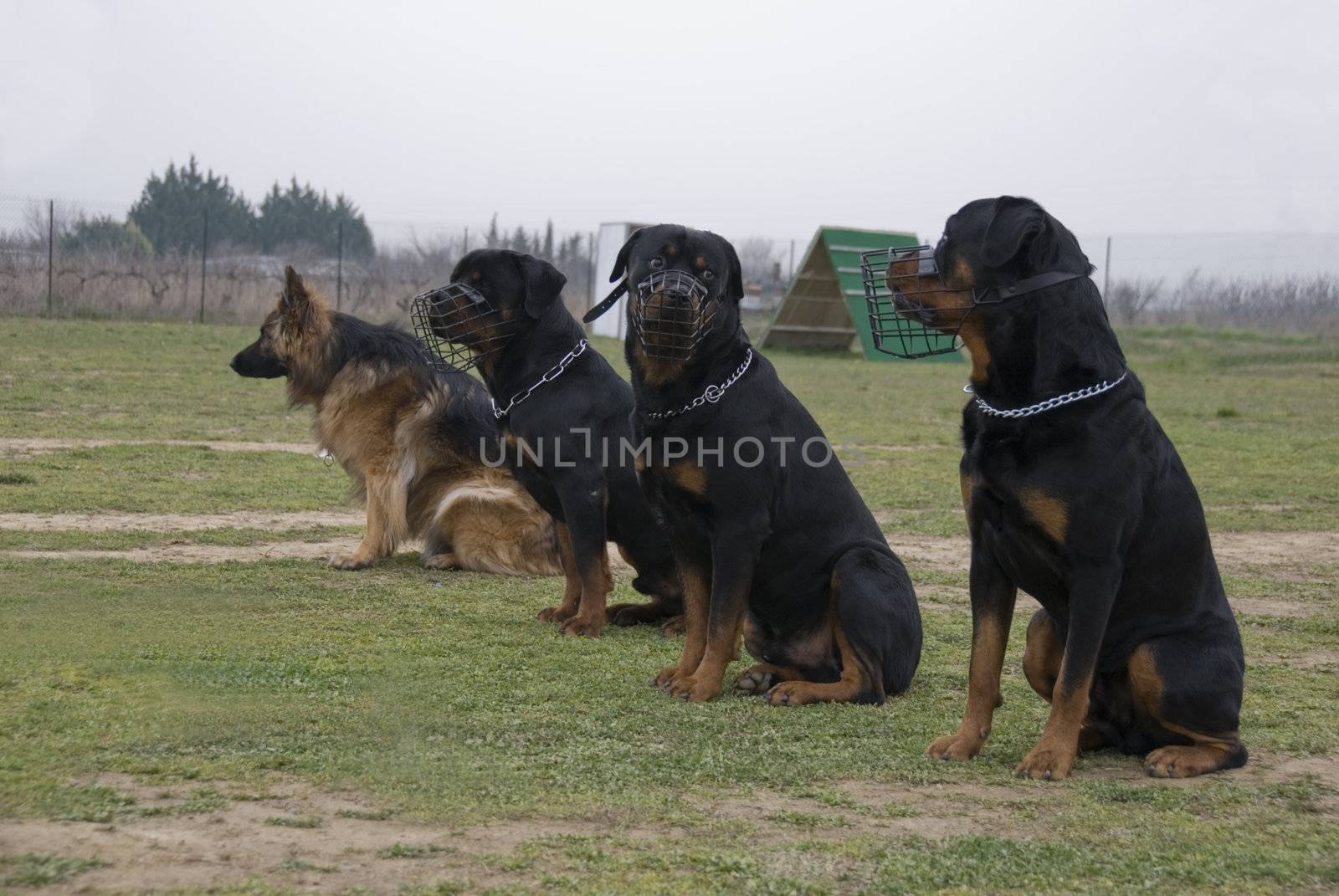 three rottweilers and their muzzle and one german shepherd