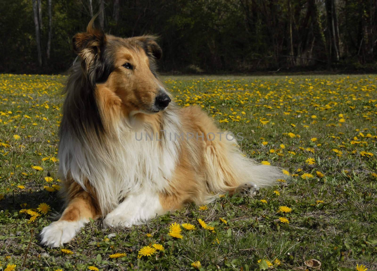 portrait of a beautiful purebred shepherd of scotland