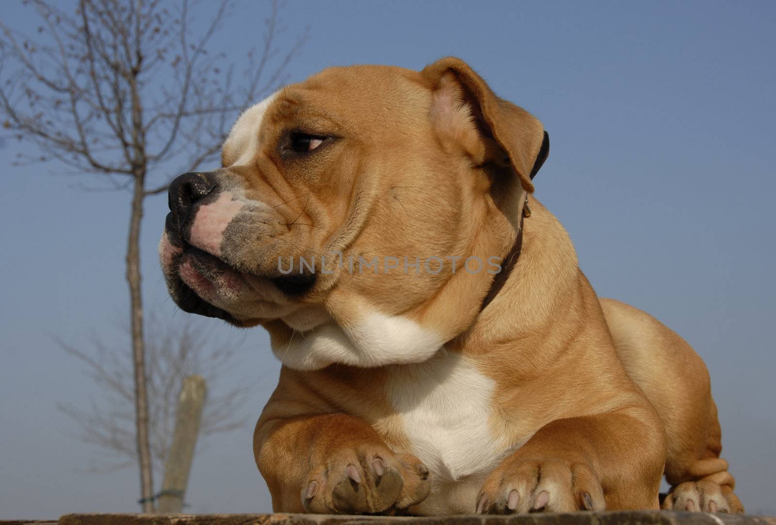 young  purebred old english bulldog laid down on a table