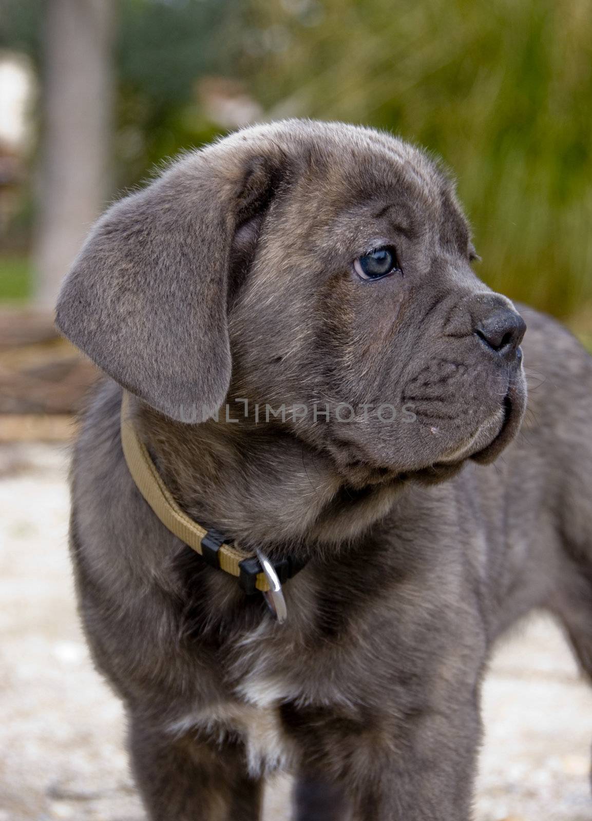 portrait of a young puppy purebred italian mastiff "cane corso"