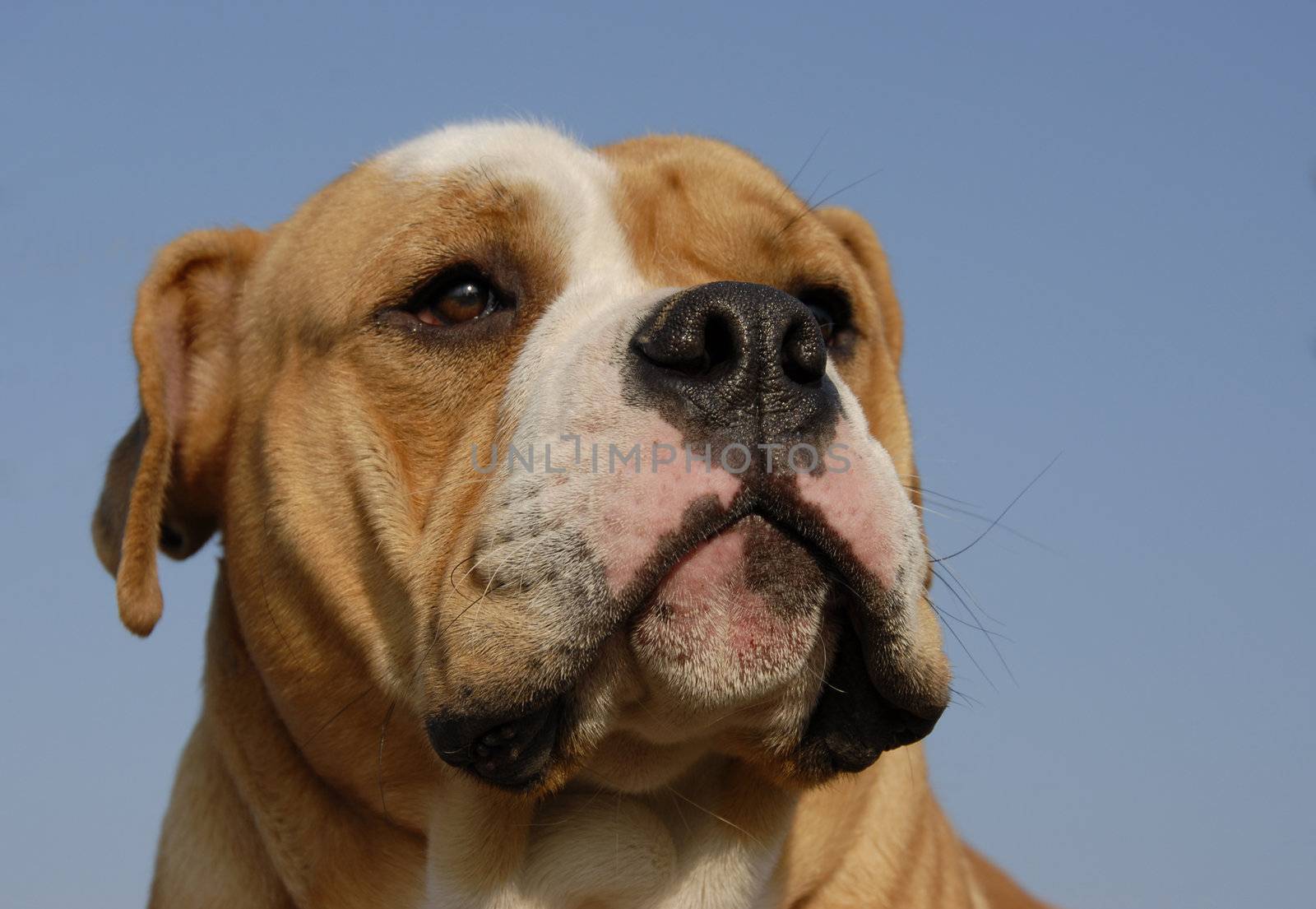 portrait of a purebred old english bulldog on a blue sky