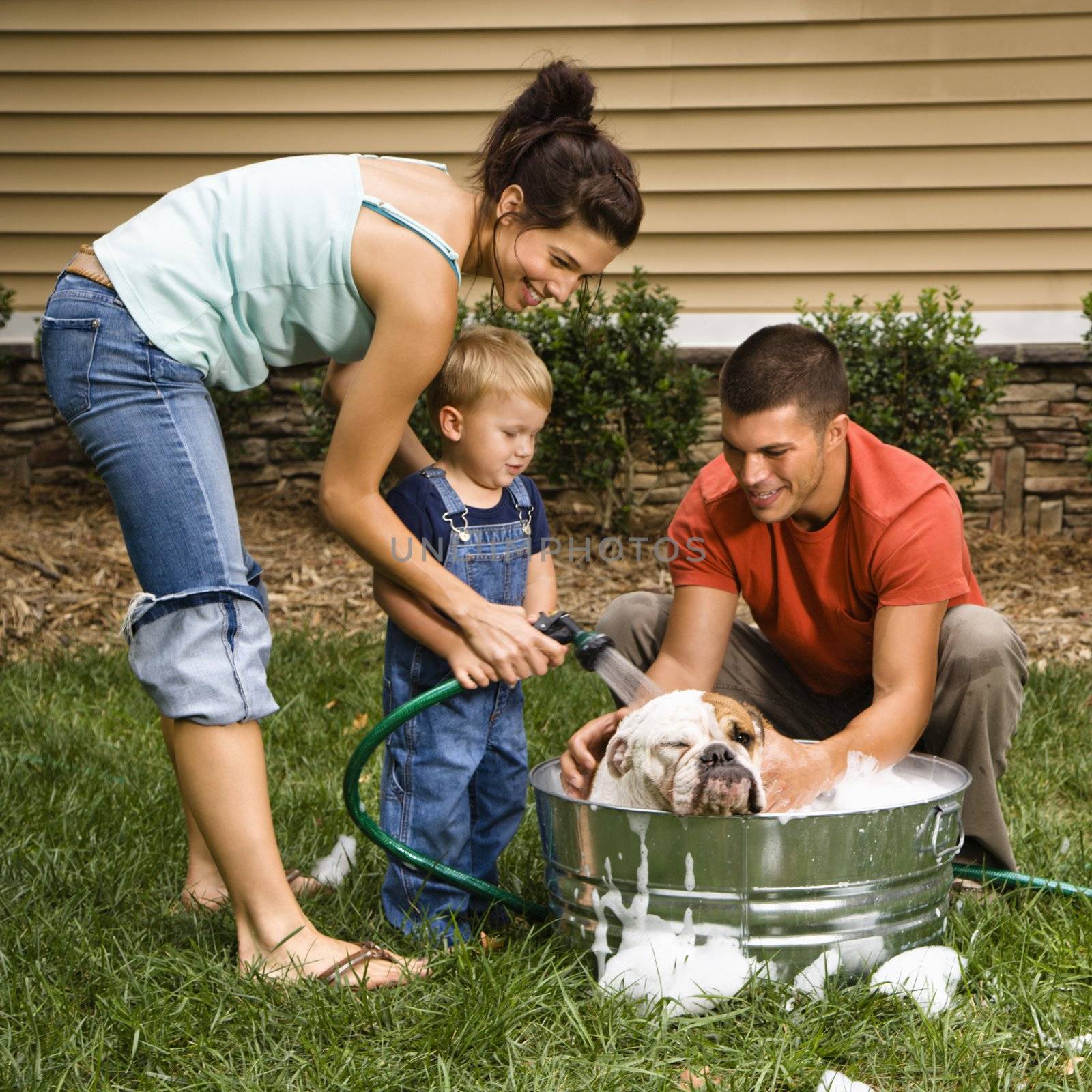 Caucasian family with toddler son washing English Bulldog in backyard.