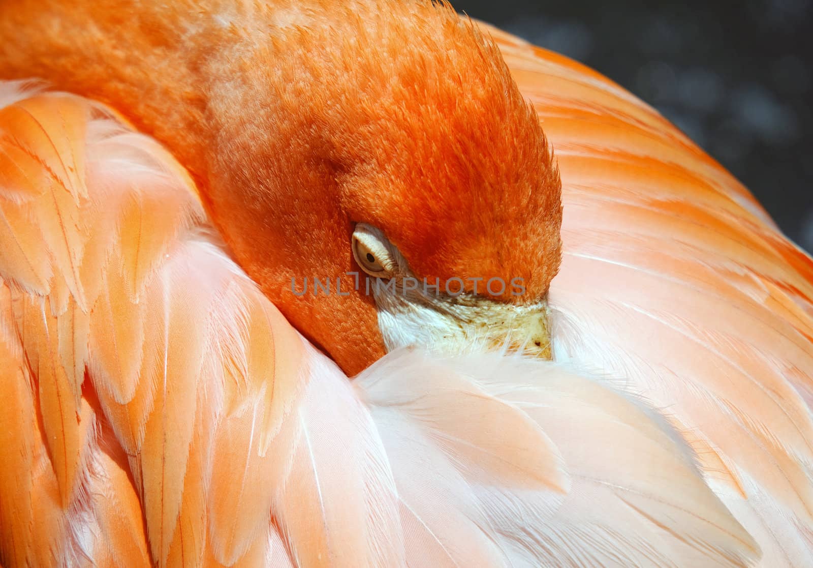 Flamingo by nialat