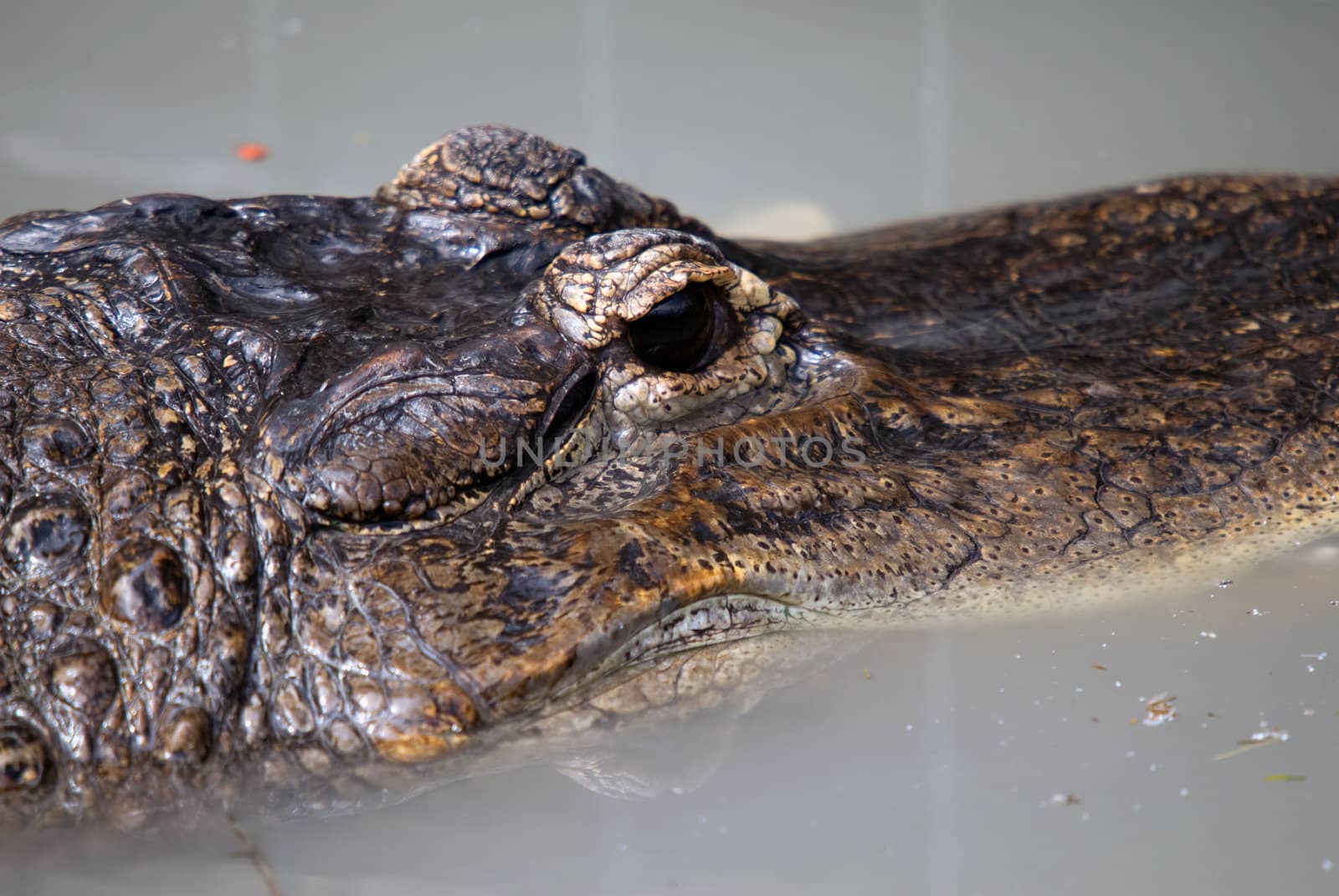 Close-up picture of a crocodile head