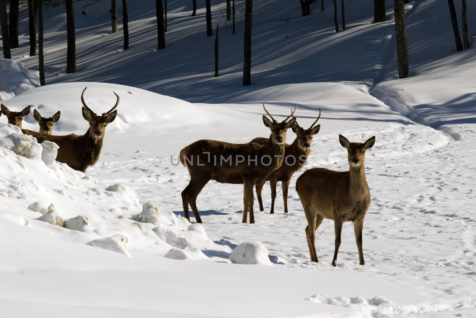 White-tailed deers in winter