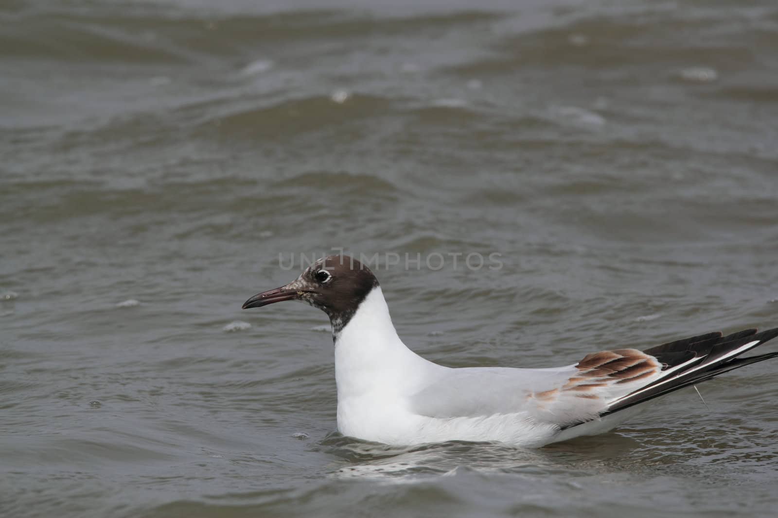 black headed gull by derausdo