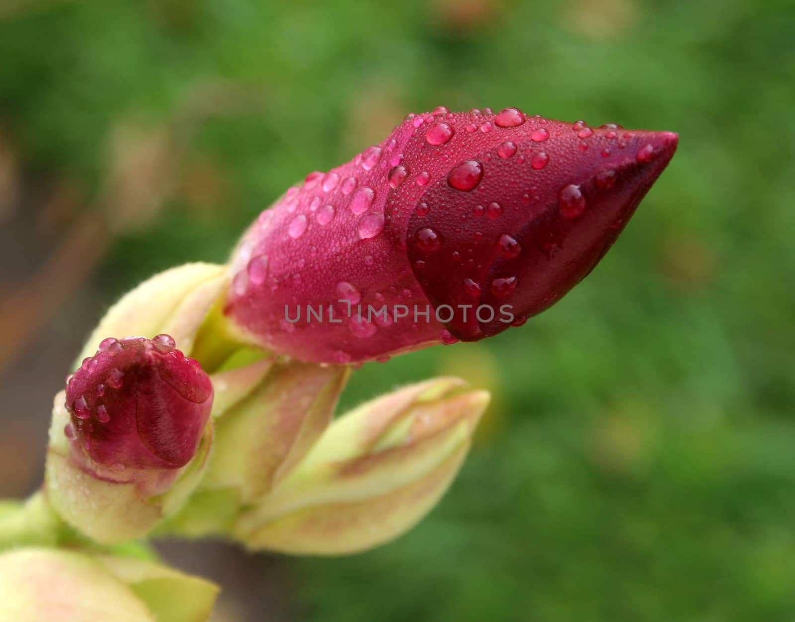 Two wet flowers about to bloom.