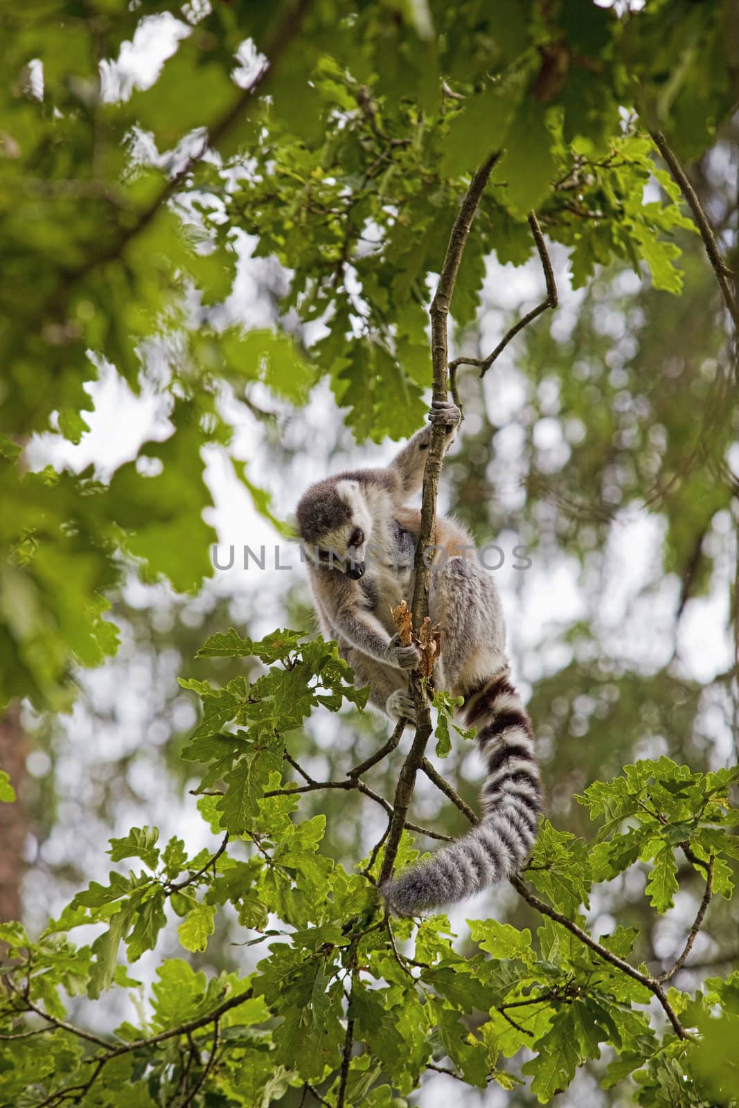 Lemur by kjorgen