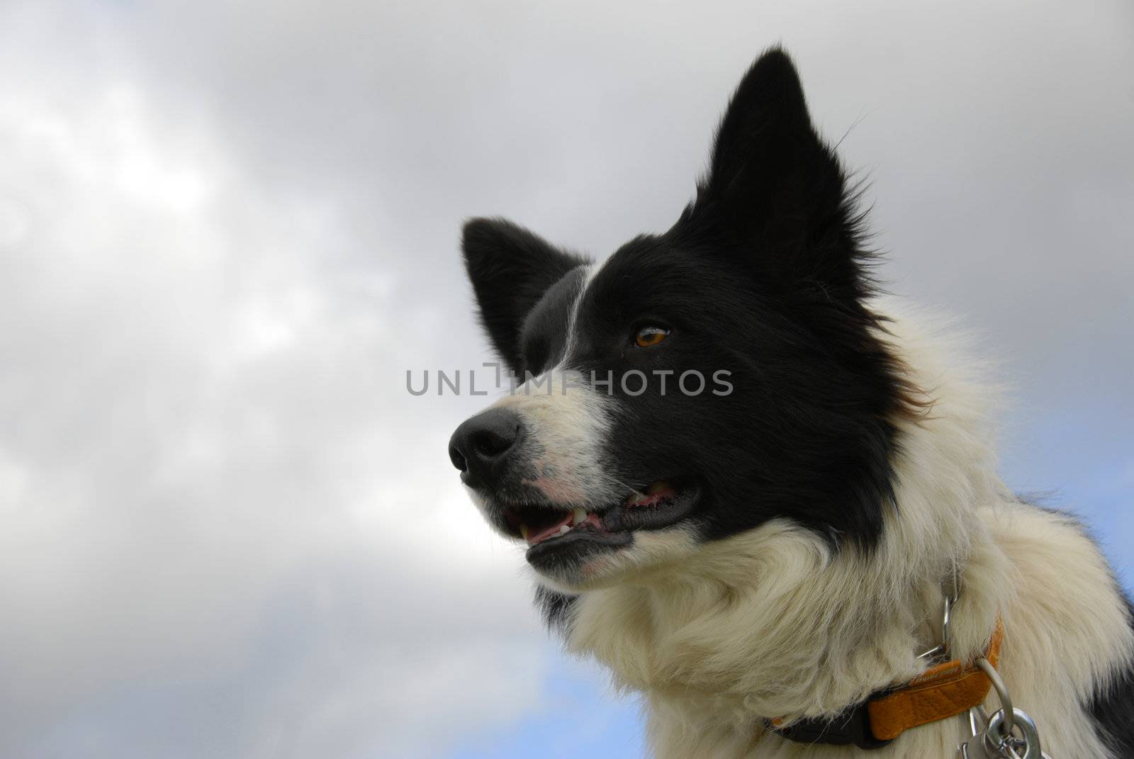 portrait of a purebred border collie and grey clouds