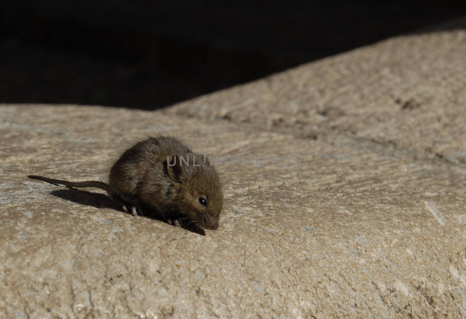 little wild mouse in a day of spring