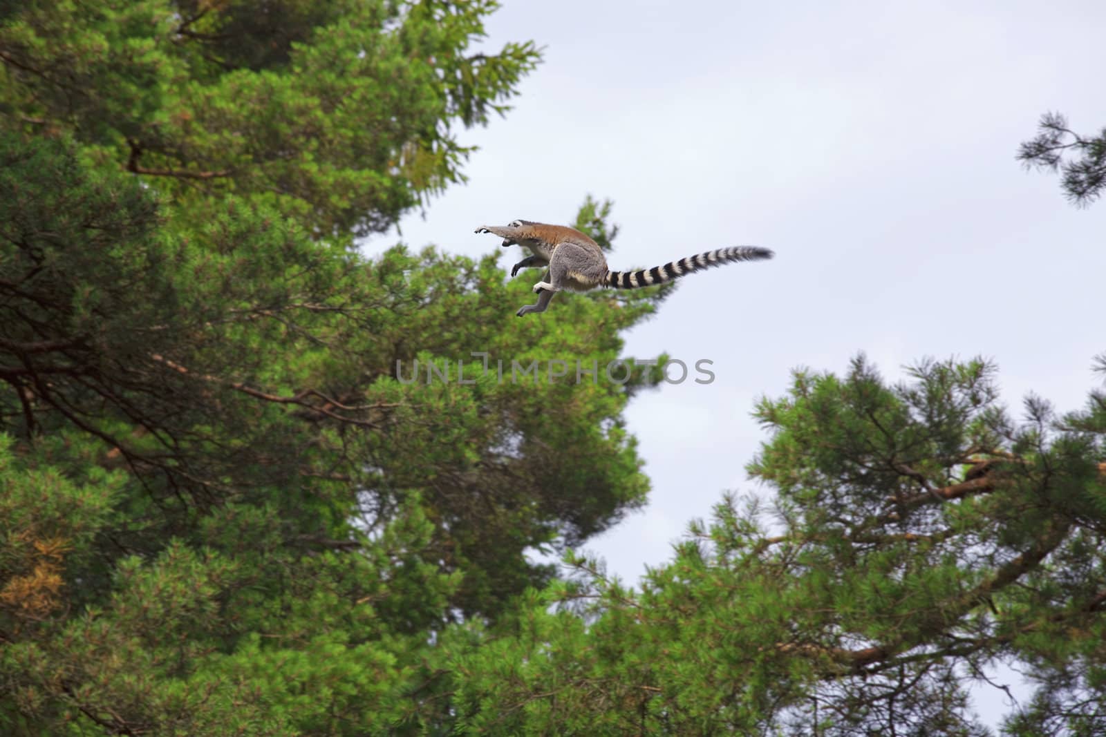 A ring-tailed lemur jumping in the trees