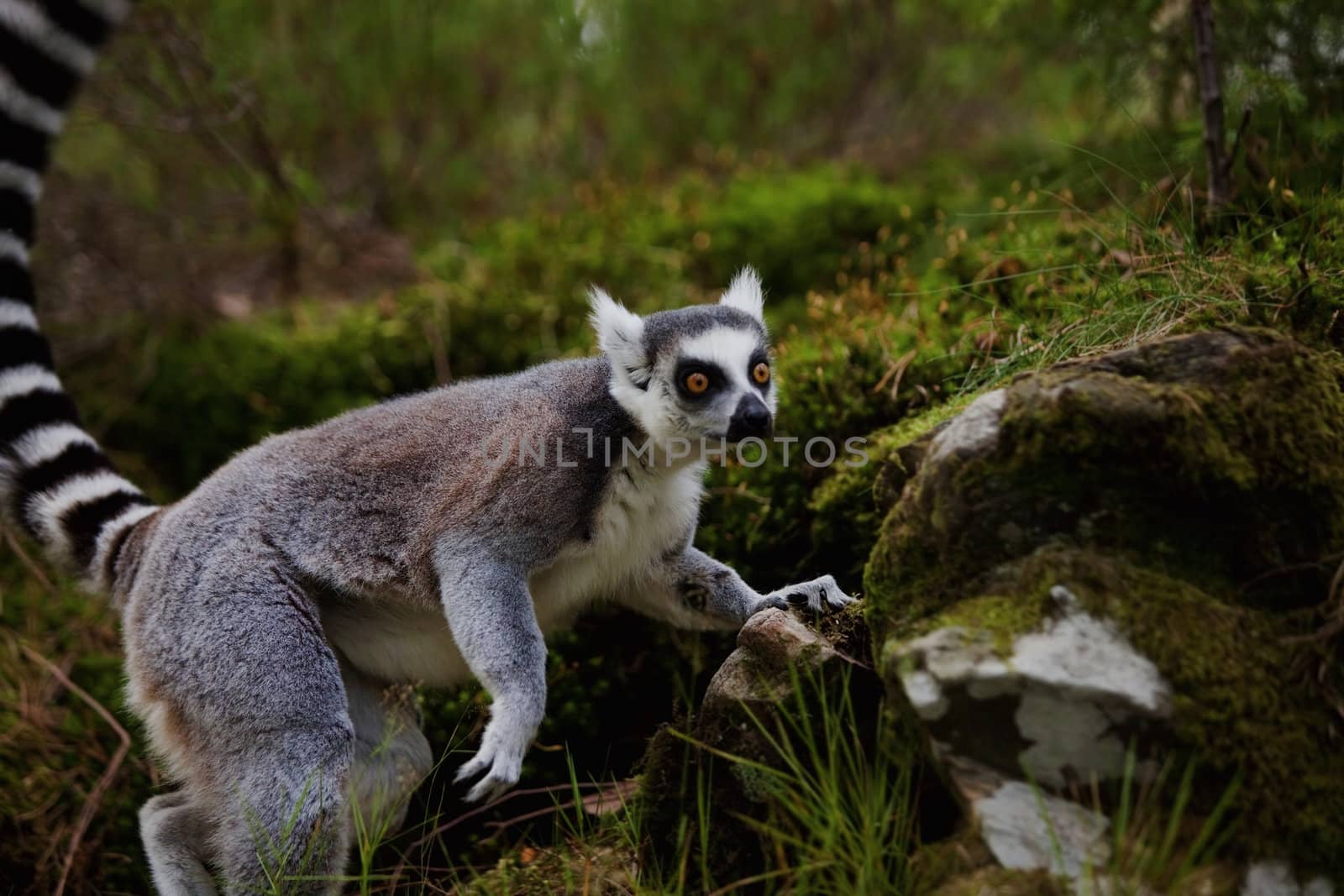 A ring-tailed lemur in the wild at night time