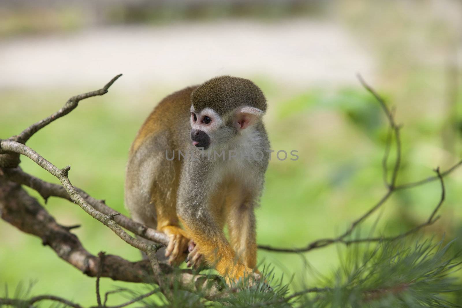 A common squirrel monkey playing in the trees