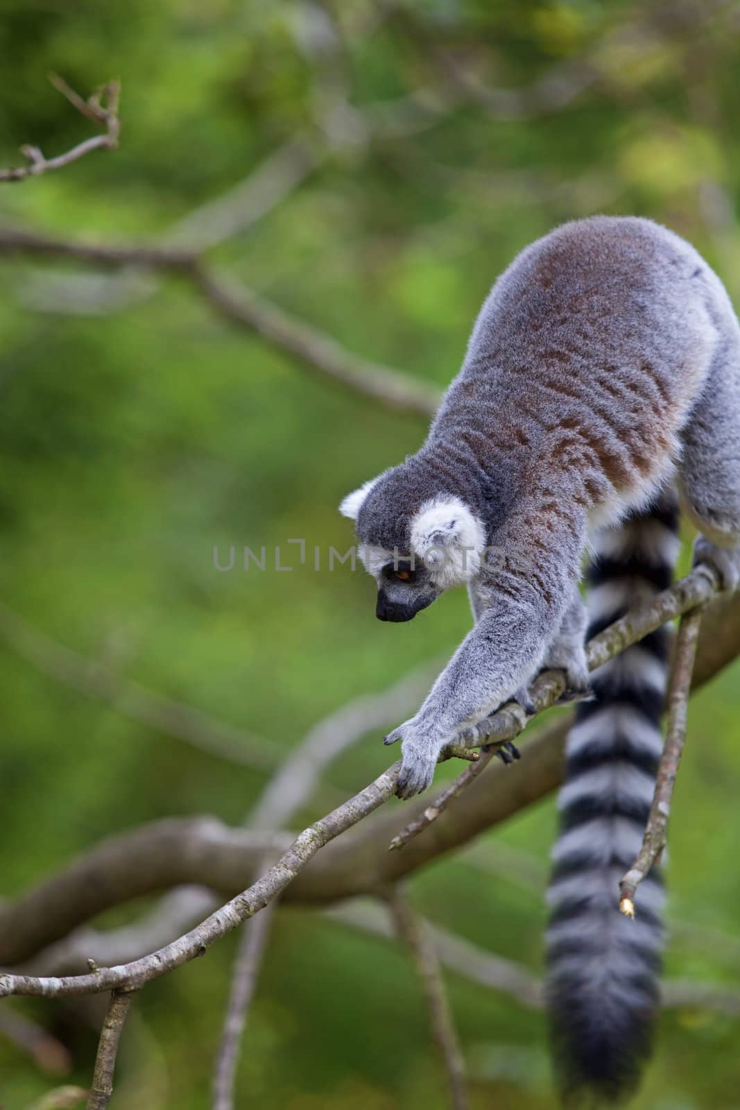 A ring-tailed lemur playing in the trees