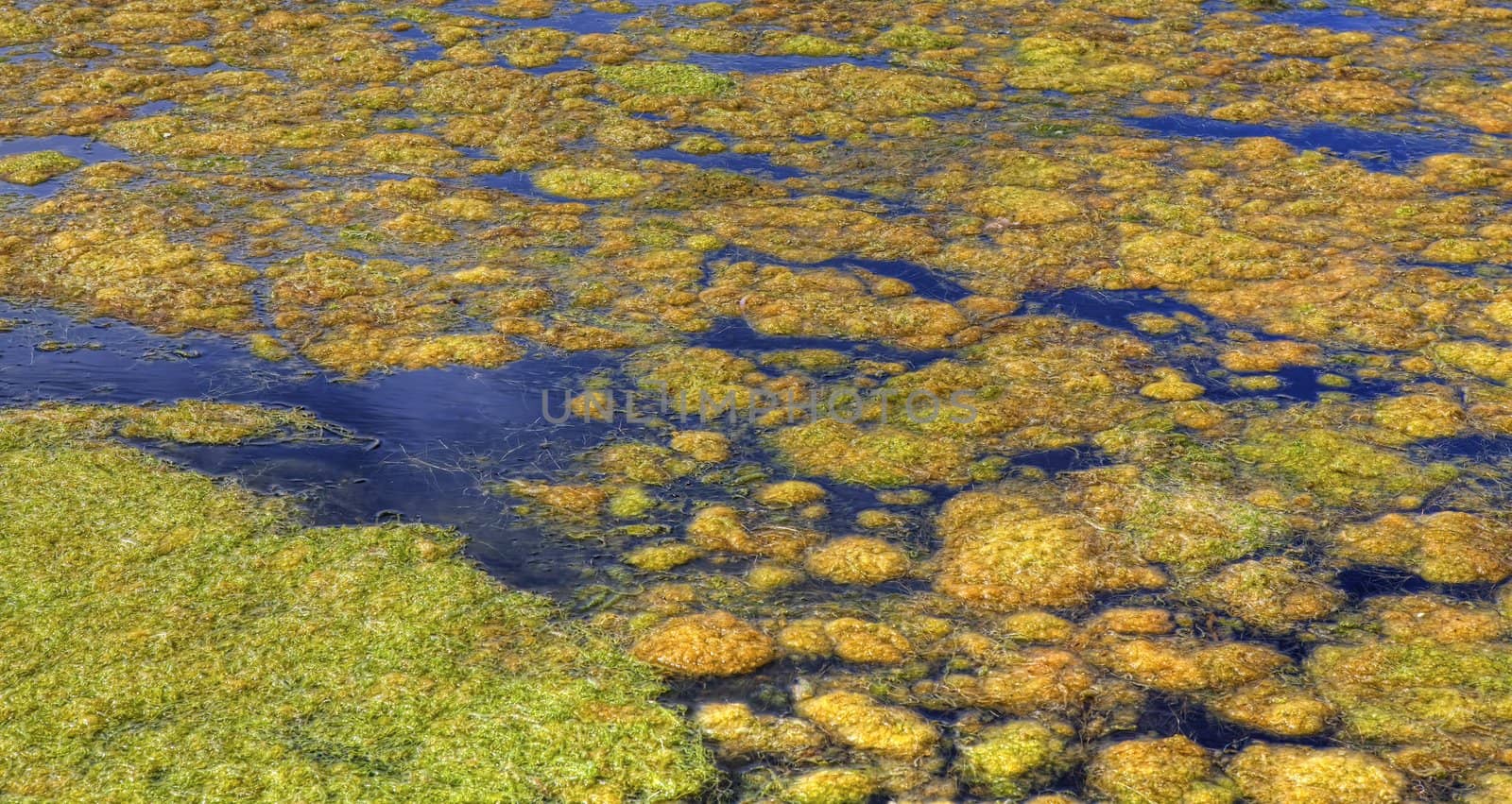 Algaes in a pond at the southern Norwegian coast