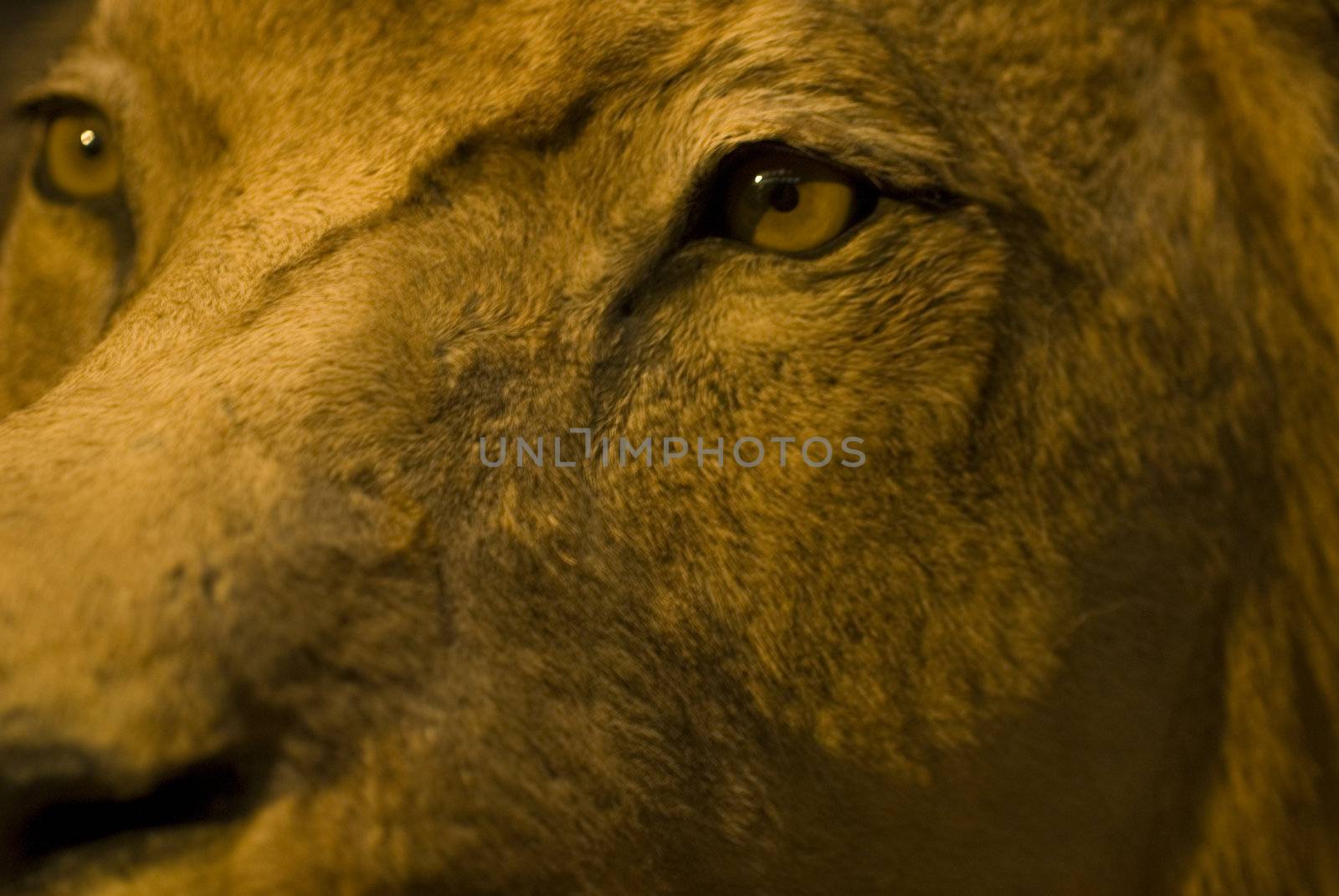 close up of the eyes of the lion