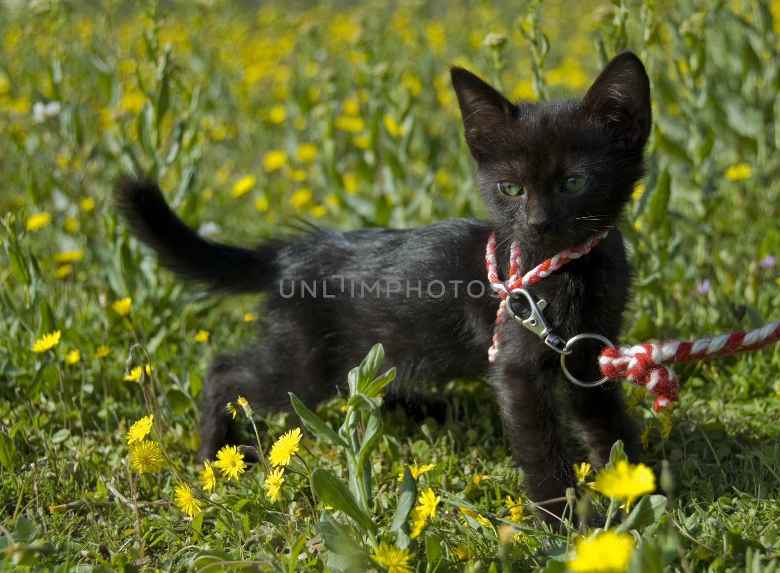 very little black kitten with harness in a field in flower withe green eyes