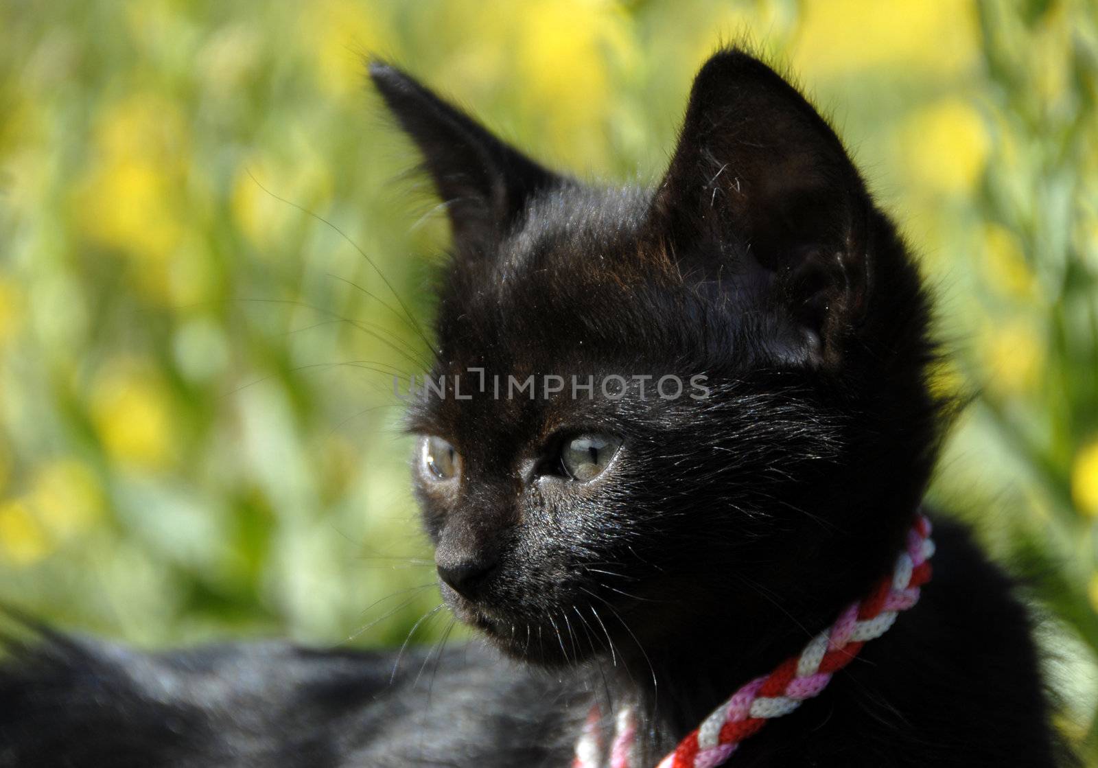 very little black kitten  in a field in flower