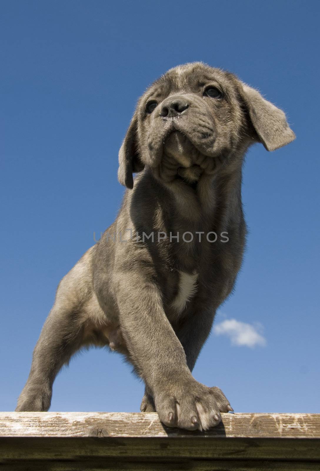 portrait of a young puppy purebred italian mastiff "cane corso"