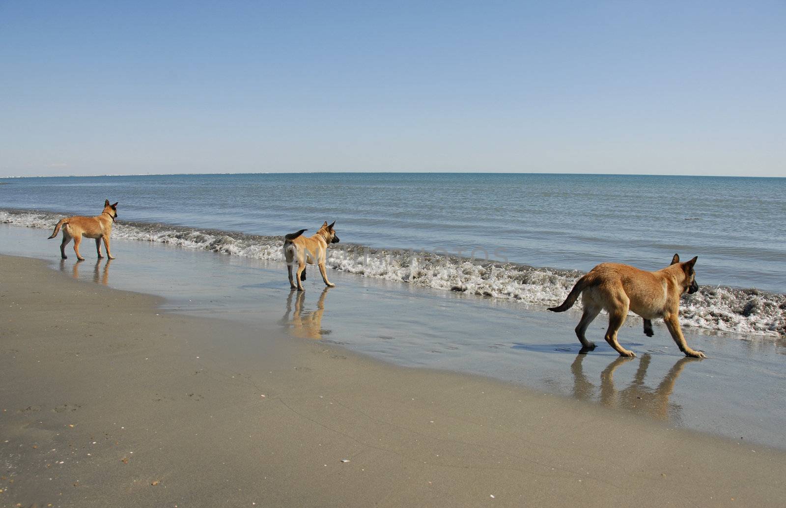 three young malinois on the beach by cynoclub