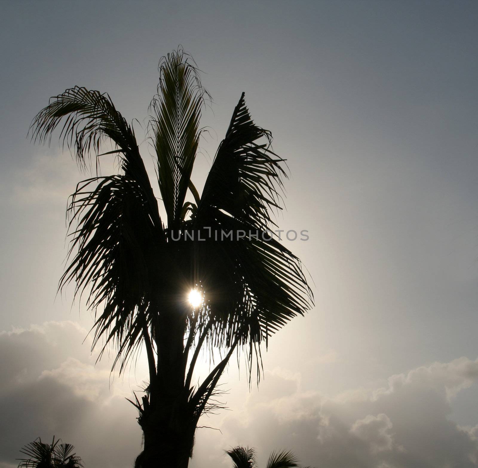 A silhouette shot of a palm tree in Mexico.