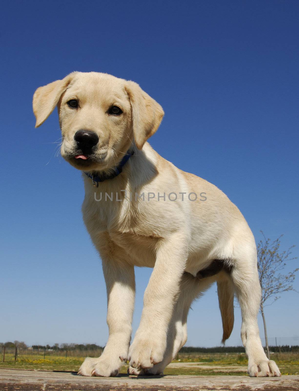 portrait of a very young puppy purebred labrador retriever