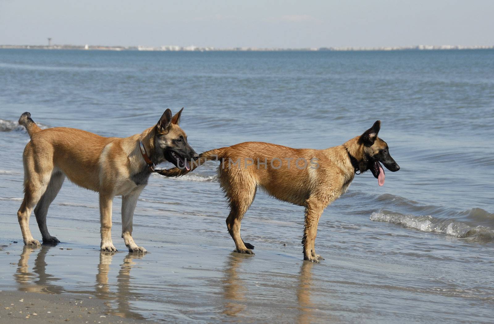 two young malinois on the beach by cynoclub