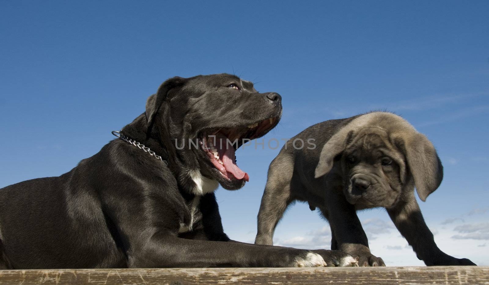 italian mastiff mother and puppy by cynoclub
