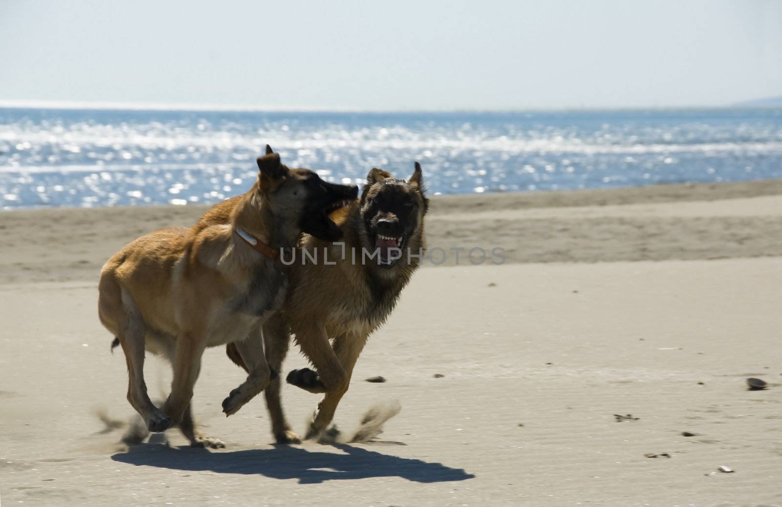 two puppies belgian shepherd malinois and the mediterranean sea