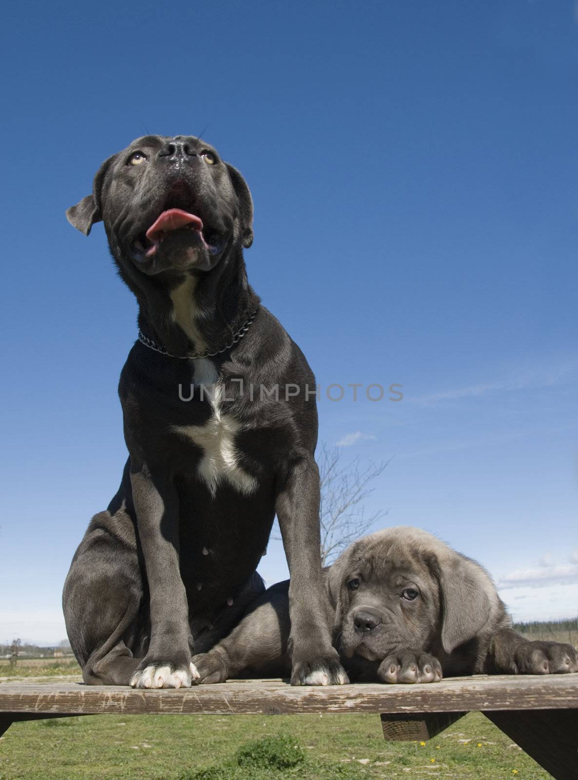 italian mastiff mother and puppy by cynoclub