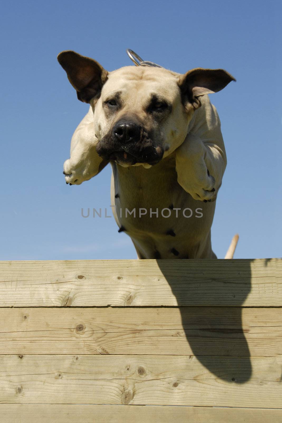 portrait of a beautiful jumping purebred dogo canario