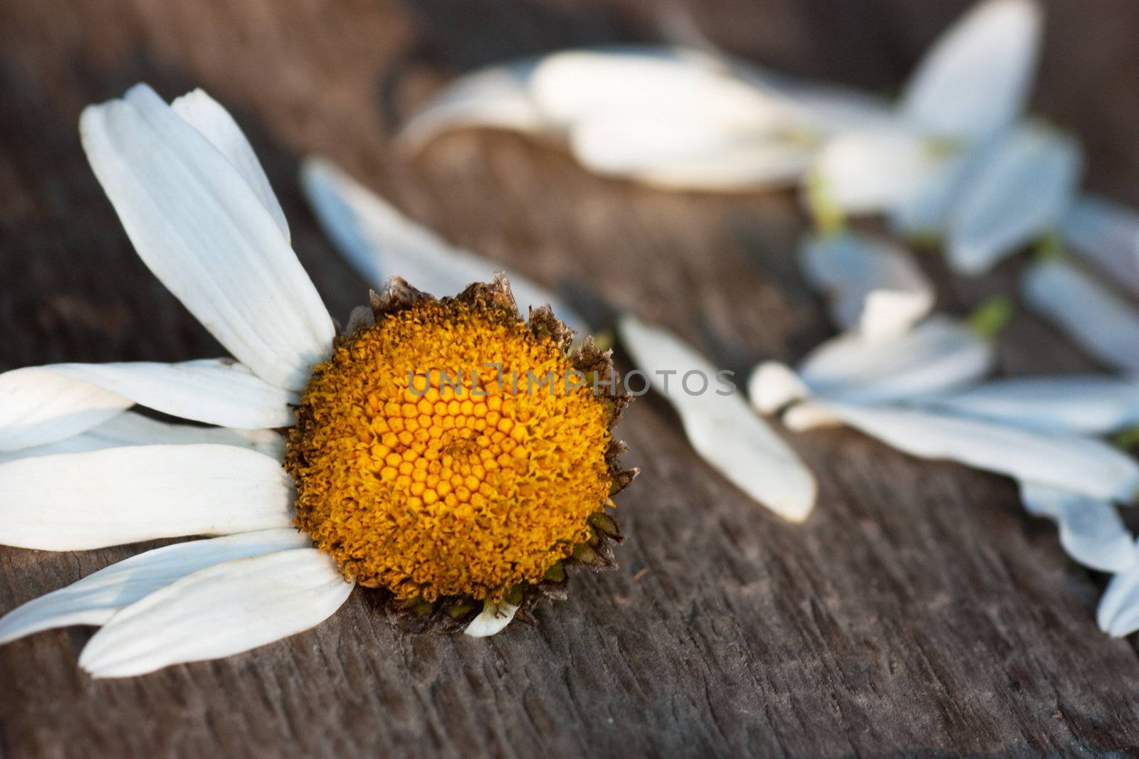 Chamomiles petals on a wood floor plucked off.