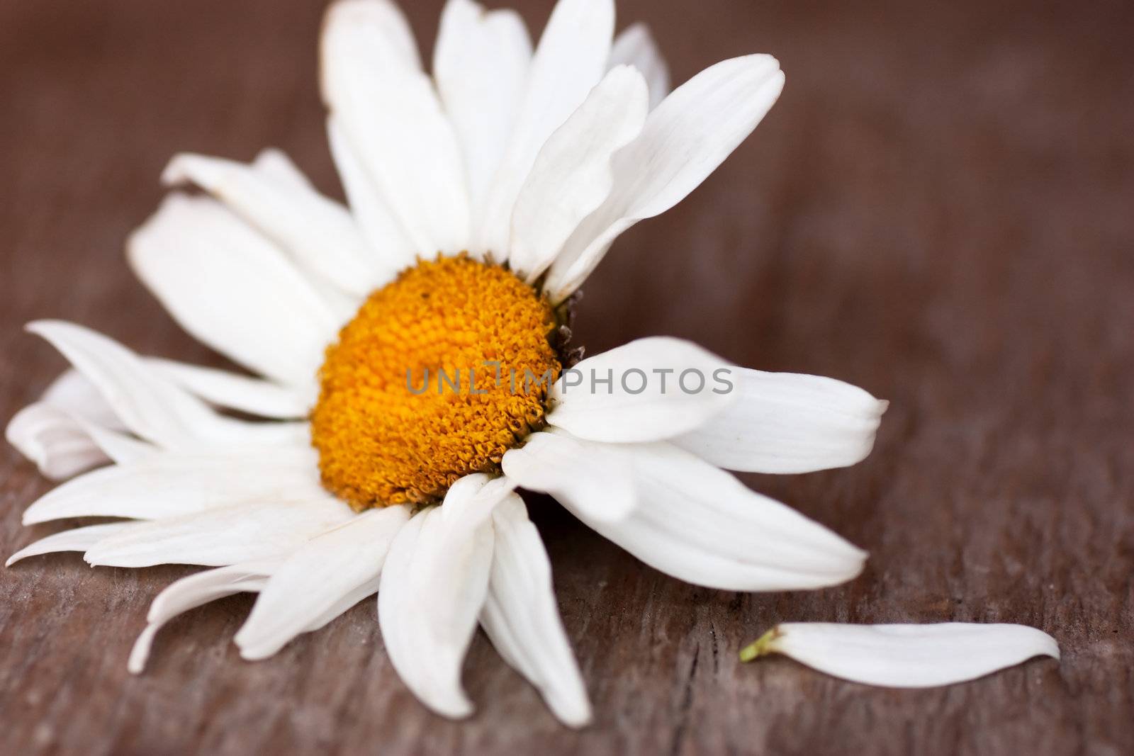 Chamomile on a wood floor with one petal plucked off. Loves or not loves me (fortune-telling)