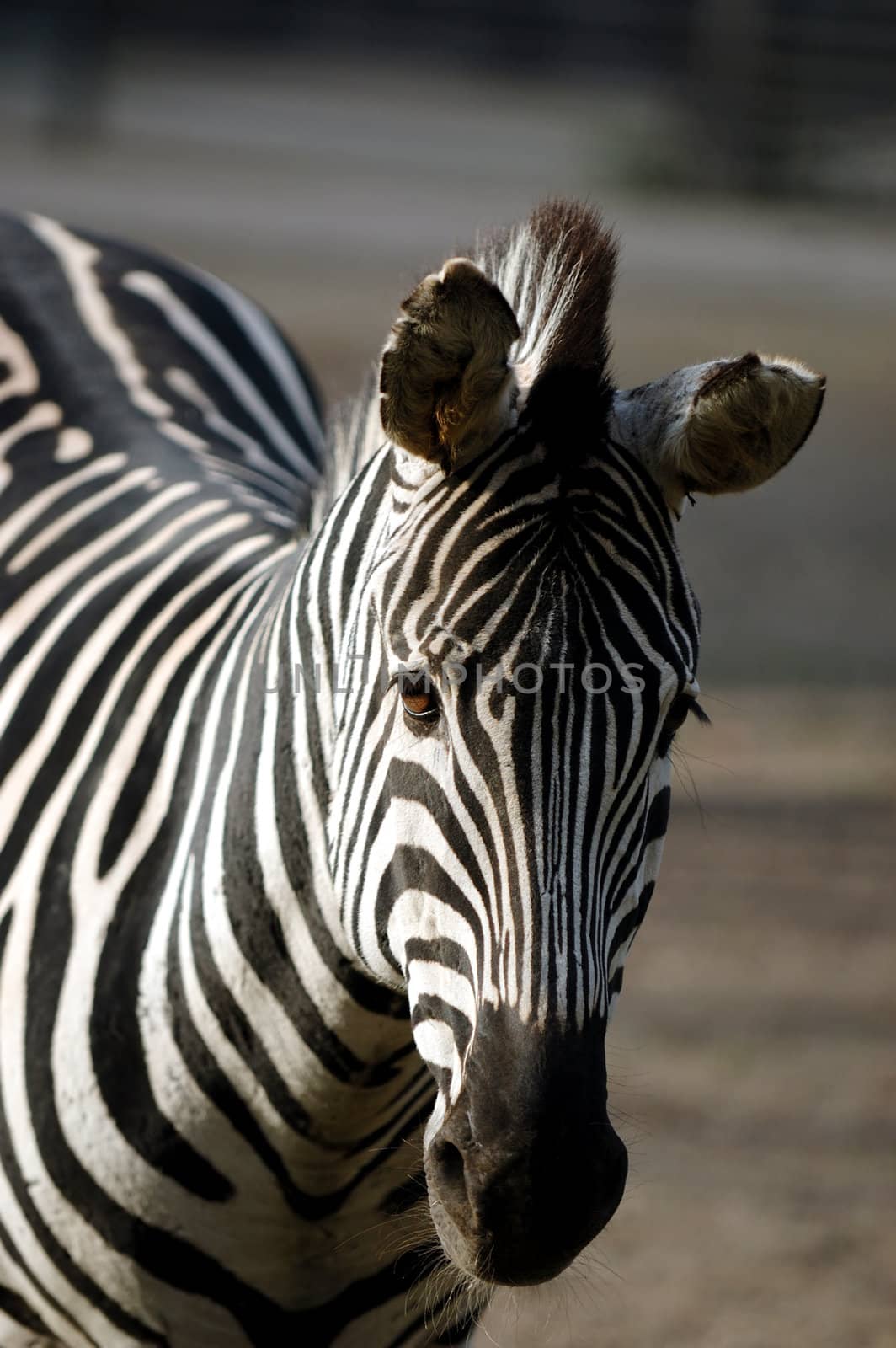 Very sad zebra standing in the sun