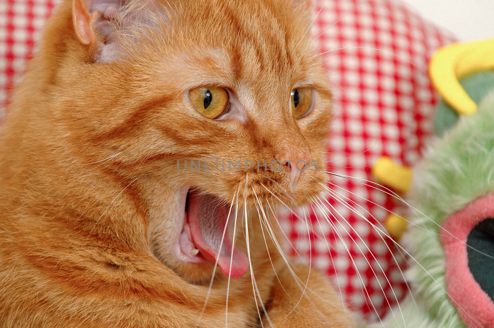 Cat is yawning 