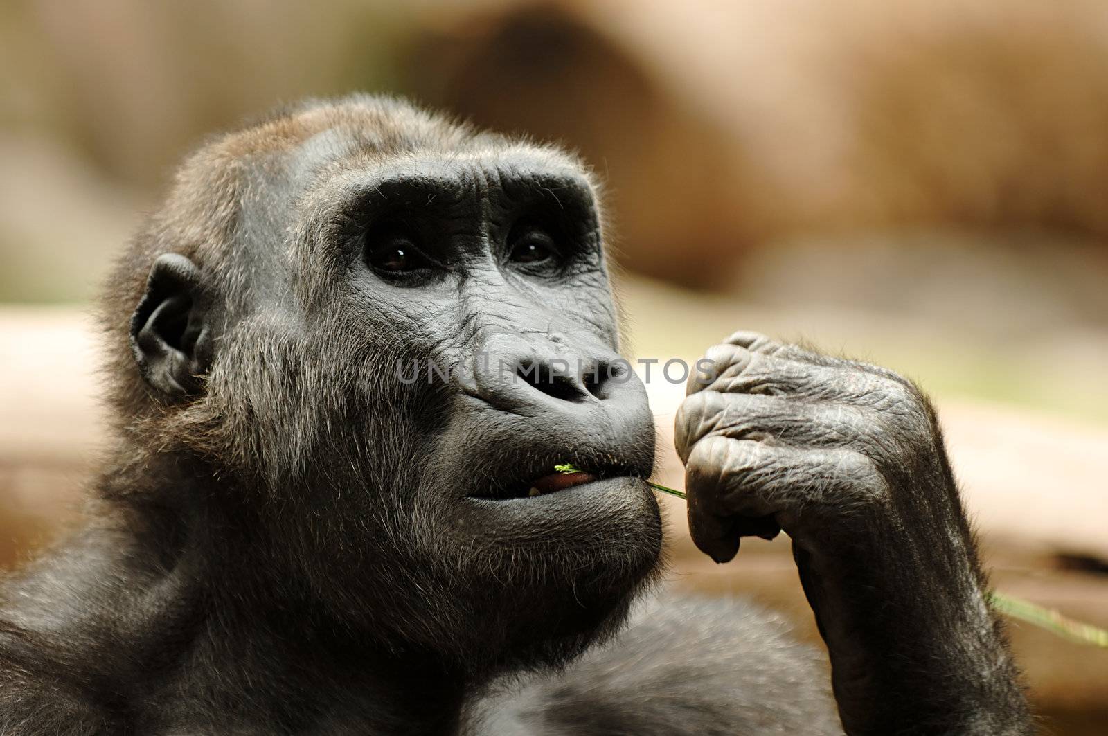 Ape is sitting and eating grass