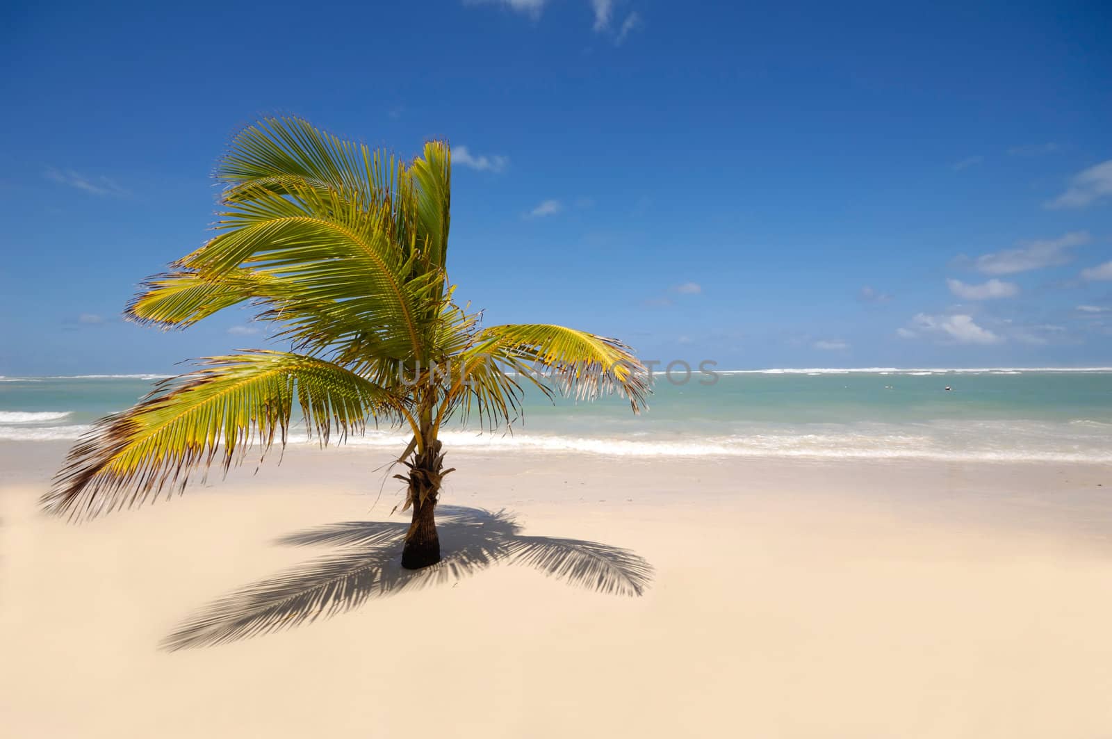 Exotic with palm and white sand with the coast in the background. The beach is from the Dominican Republic.