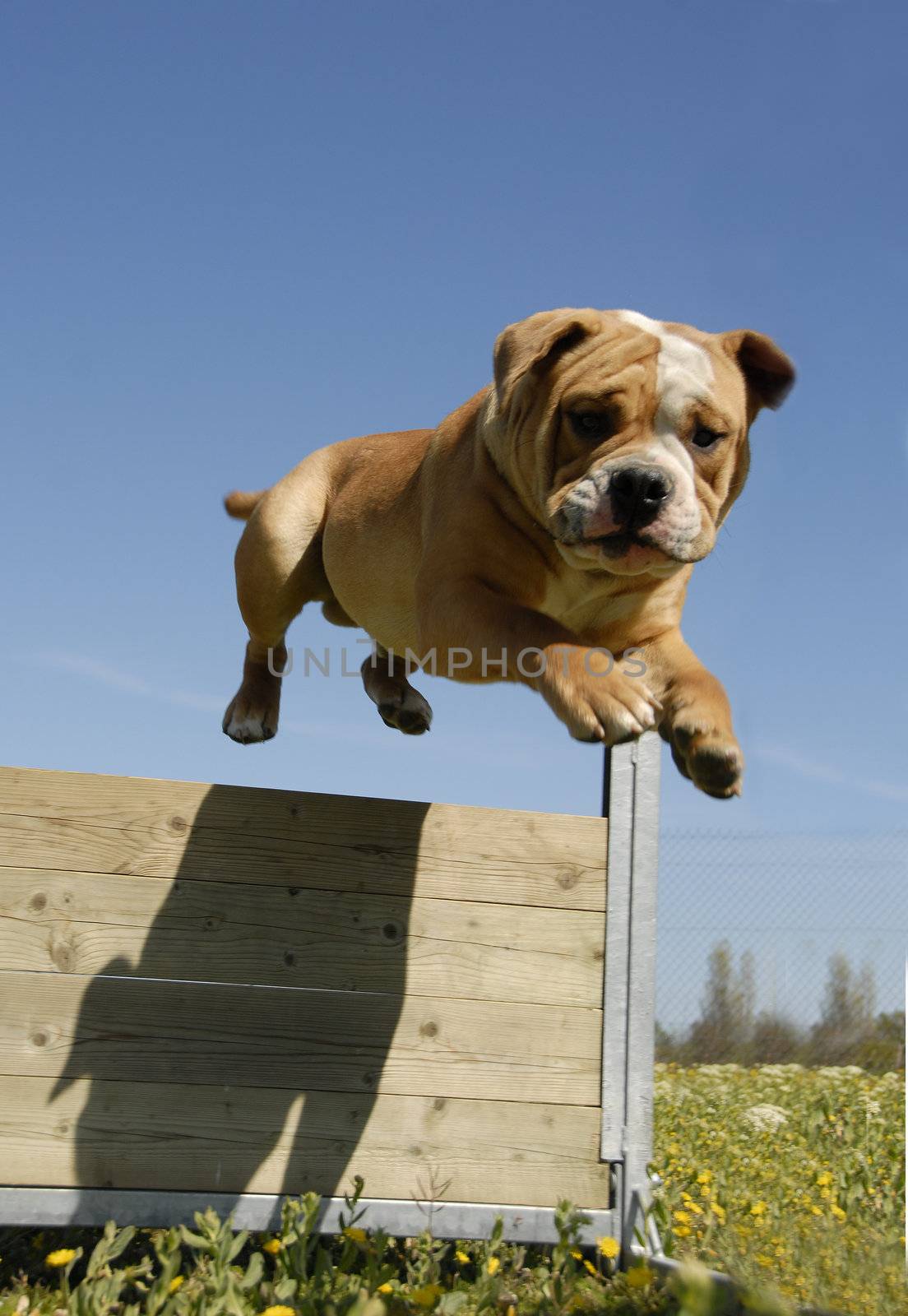 training in agility of a purebred english bulldog