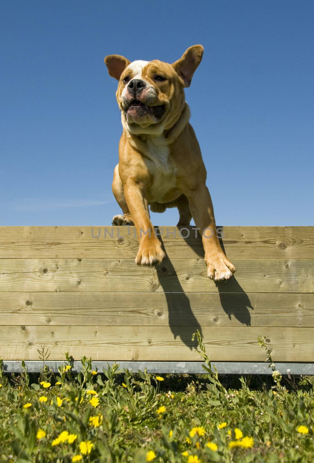 jumping english bulldog by cynoclub