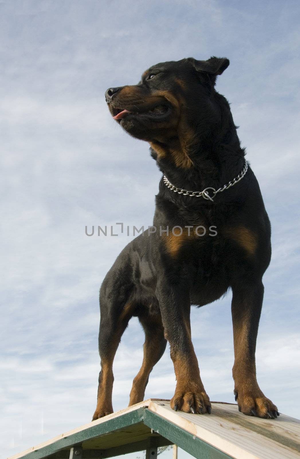 portrait of a beautiful purebred rottweiler upright