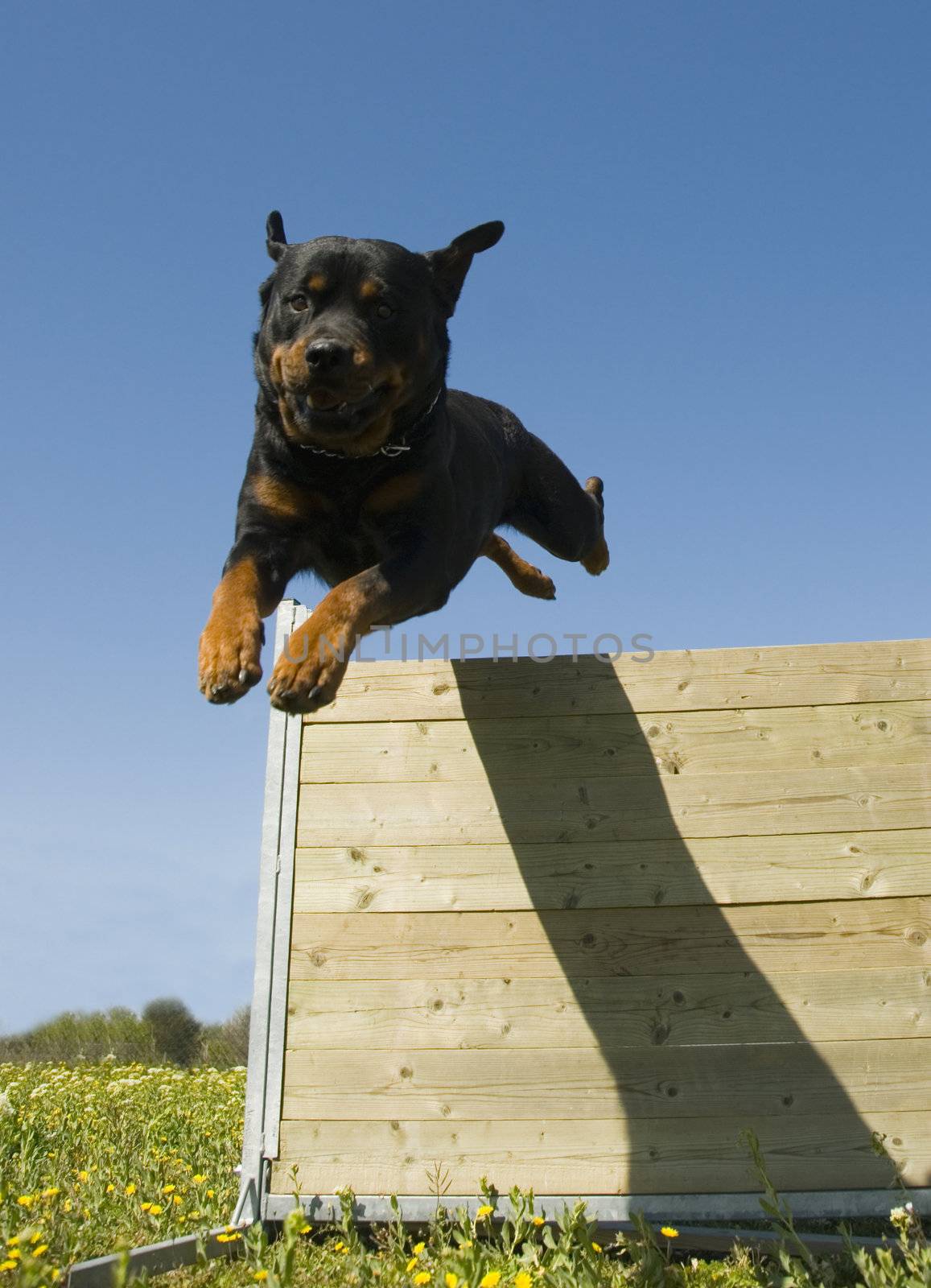 training in agility of a purebred rottweiler