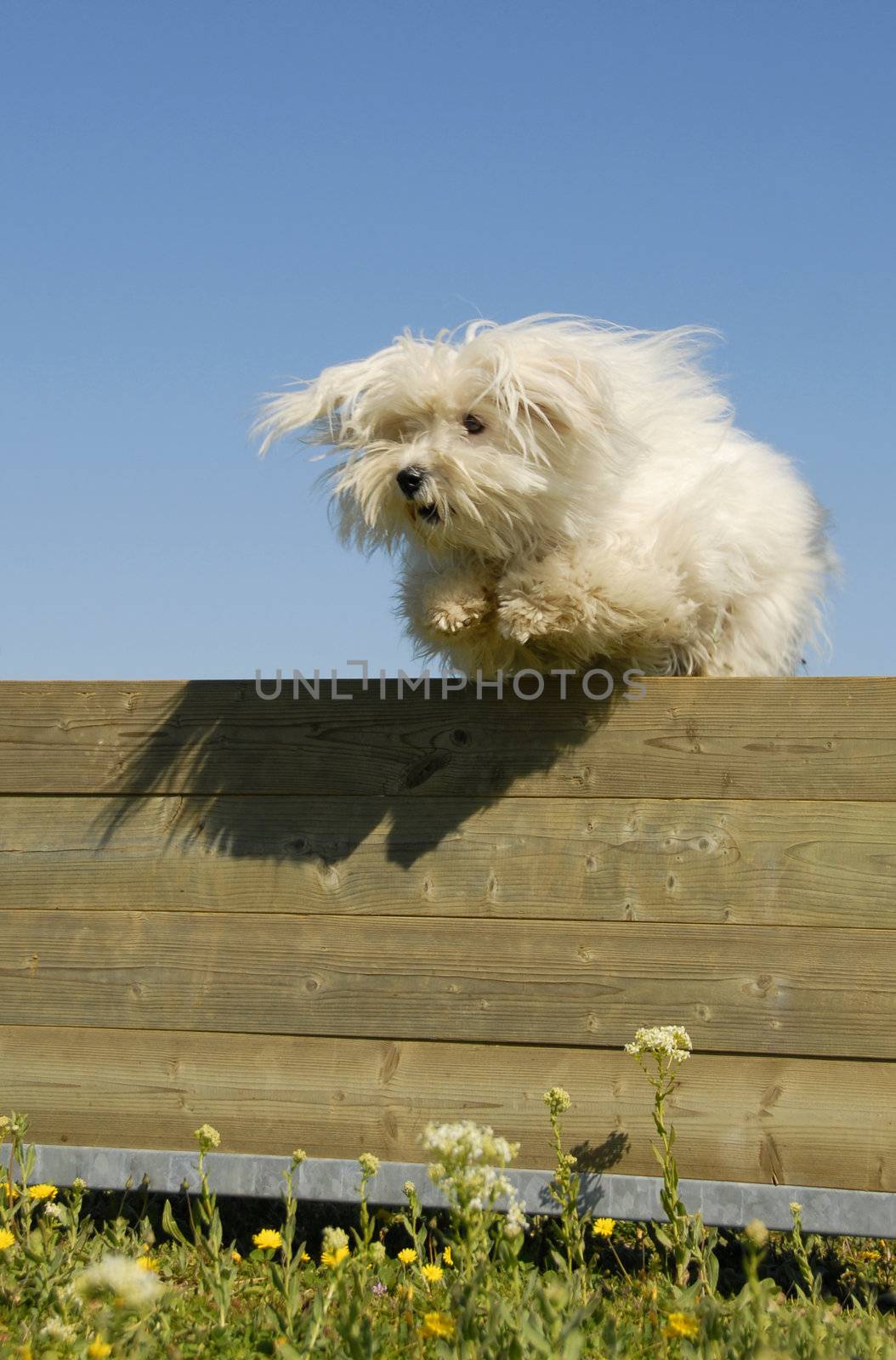jumping maltese dog by cynoclub