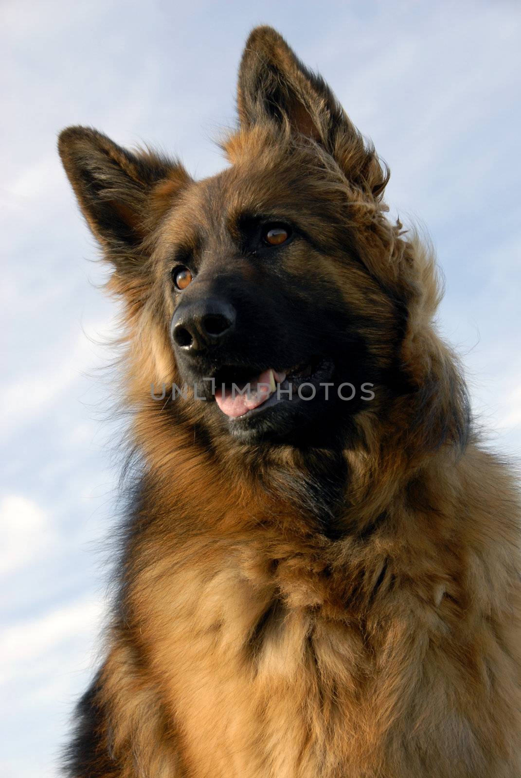 portrait of a beautiful purebred german shepherd