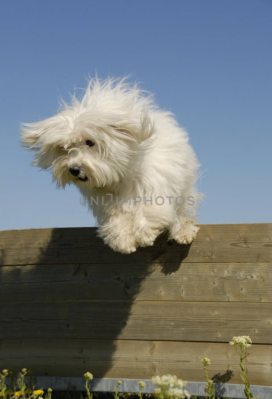 jumping little white dog by cynoclub